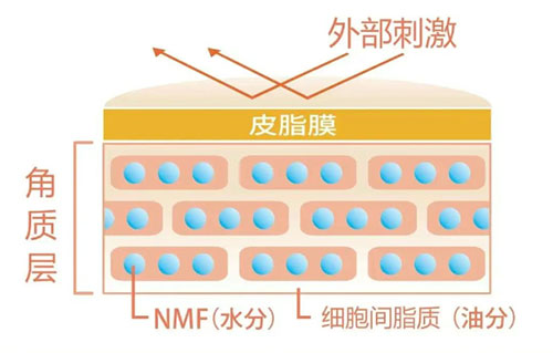 角質(zhì)層的作用有哪些？